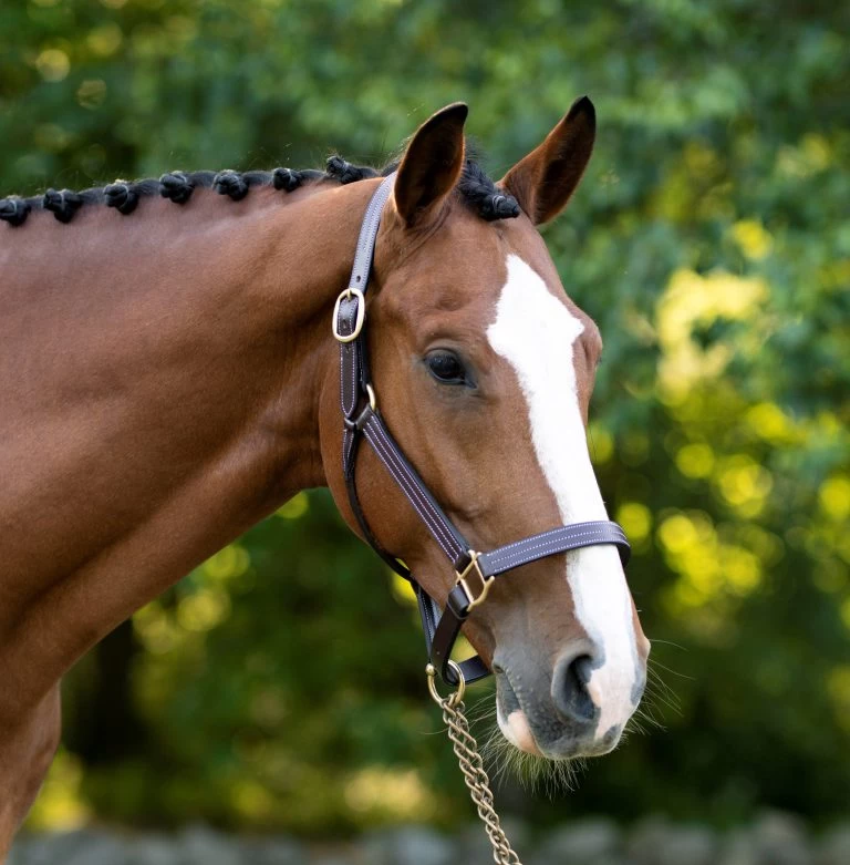 The Equestrian Gear Shop -The Equestrian Gear Shop BlackOakPineHalter