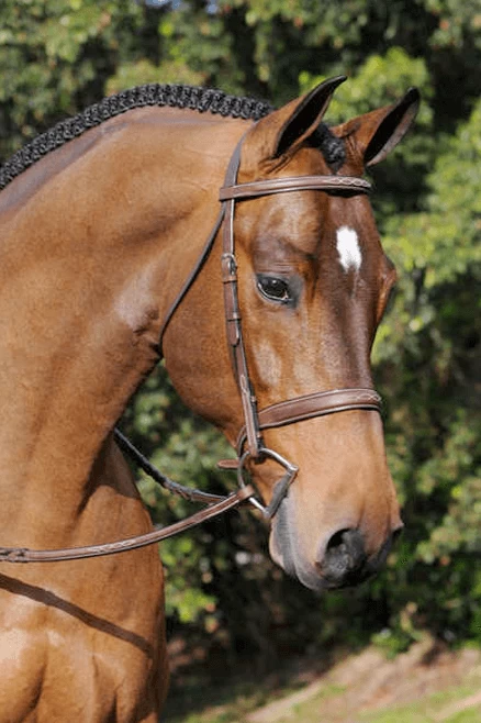 Arc De Triomphe Tribute Bridle With Raised Fancy Laced Reins 1 Arc De Triomphe Tribute Bridle With Raised Fancy Laced Reins