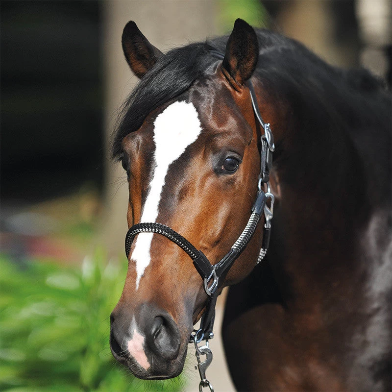 Kavalkade Rope Halter Set 6 Kavalkade Rope Halter Set - Image 6