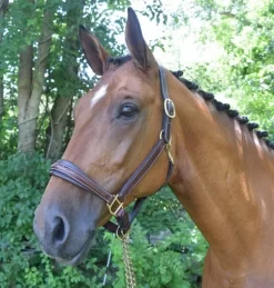 The Equestrian Gear Shop -The Equestrian Gear Shop rbrachel1