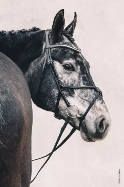 Schockemohle Rio Select Anatomical Bridle -The Equestrian Gear Shop scho2